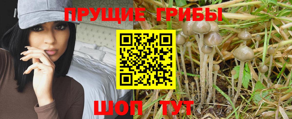 где можно купить   Псилоцибиновые грибы Psilocybe  Вход с VPN  Псилоцибиновые грибы Magic Shrooms  Рыбинск 